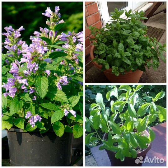 Семена зелени для балкона и подоконника