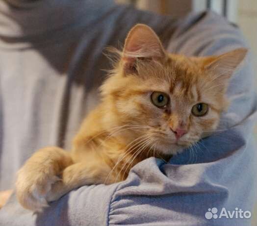 Невозможно милый юный котик Посс. Лесной приют