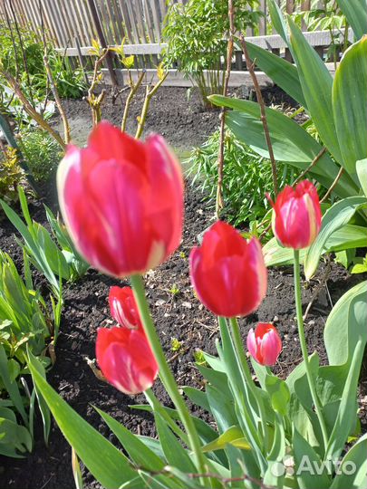 Тюльпаны на срез