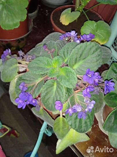 Обменяюсь листиками фиалки