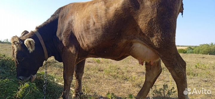 Корова дойная бурая швицкая