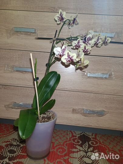 Орхидея медовый щербет