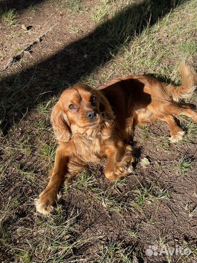 Собака спаниэль вязка