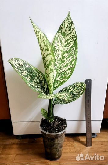 Диффенбахии сортовые