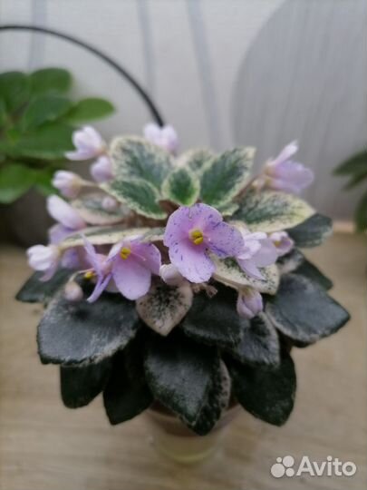 Сортовые фиалки мини взрослые