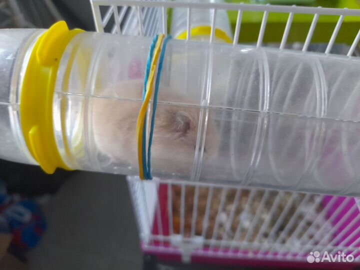 Хомячки джунгарики