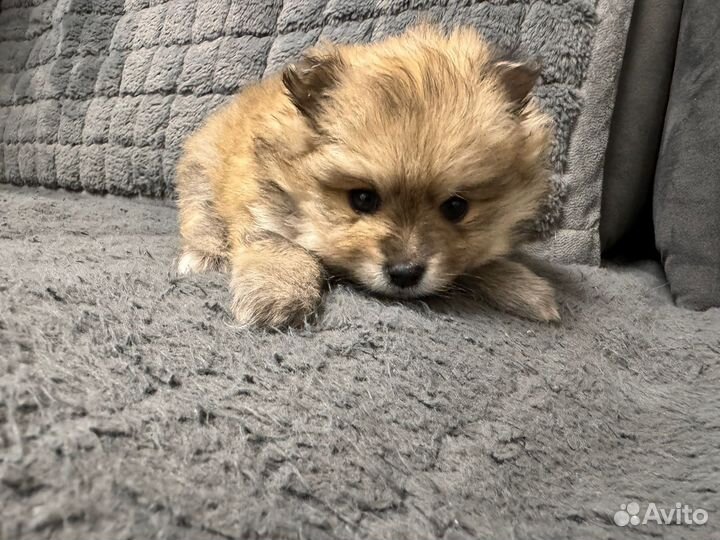 Померанский шпиц медвежьего типа