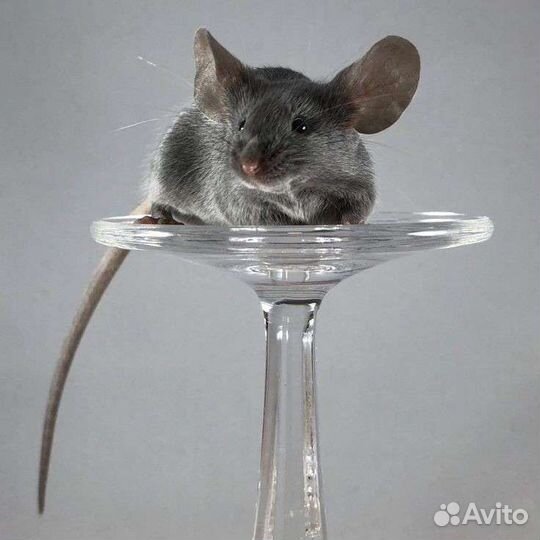 Сатиновая мышь