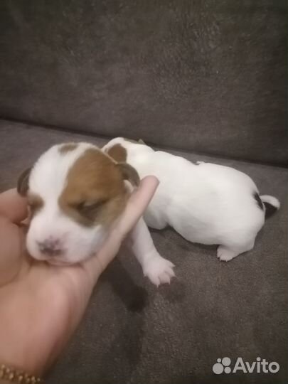 Джек Рассел терьер