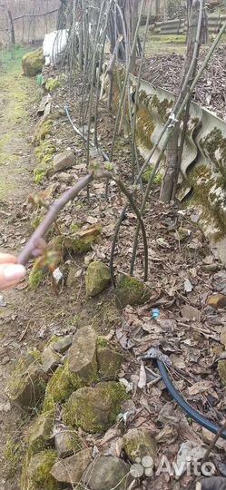 Саженцы ежевики 2хлетние