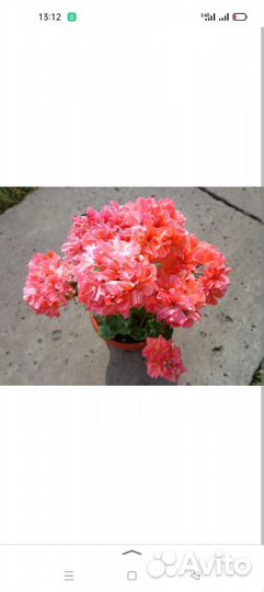 Пеларгонии зонартики