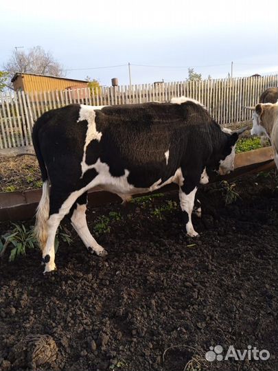 Продам бычков