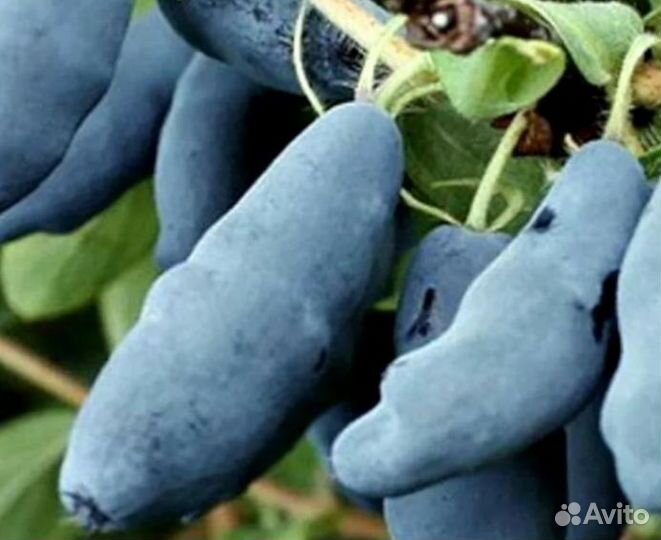 Жимолость бакчарские сорта100%+канадские сорта