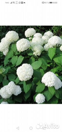 Гортензия