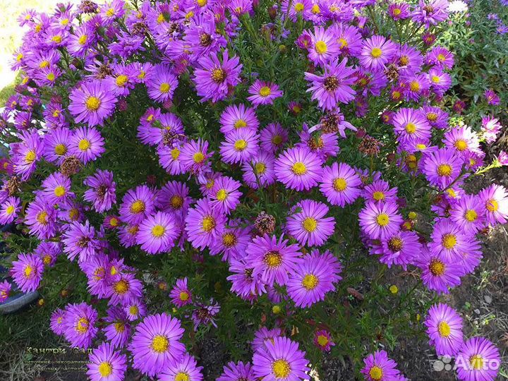 Астры многолетние, сентябринки