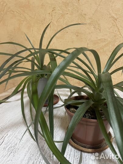 Ананас комнатный Амиго