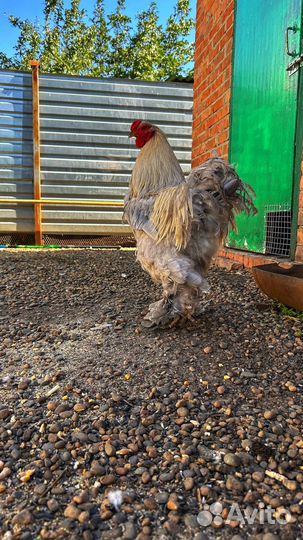 Петух Брама Изабелла