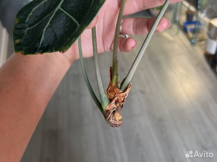 Антуриум кларинервиум