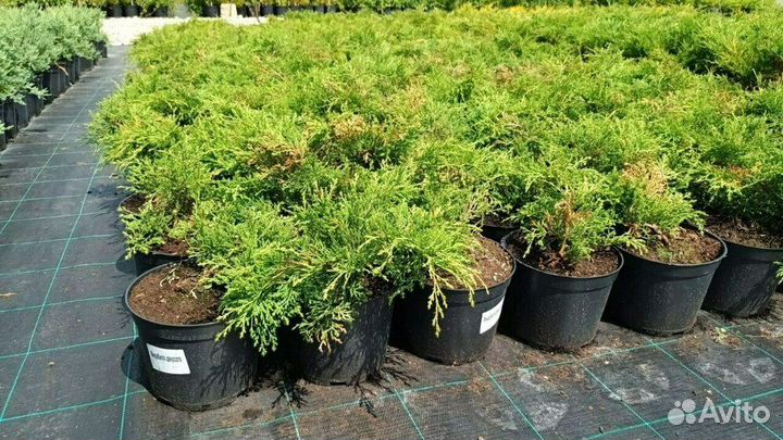 Микробиота перекрестнопарная/80-100 см