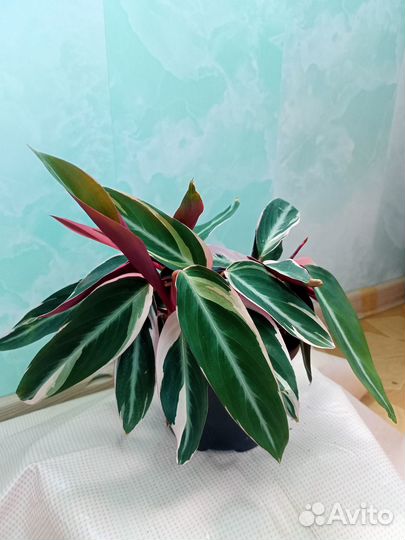 Строманта триколор