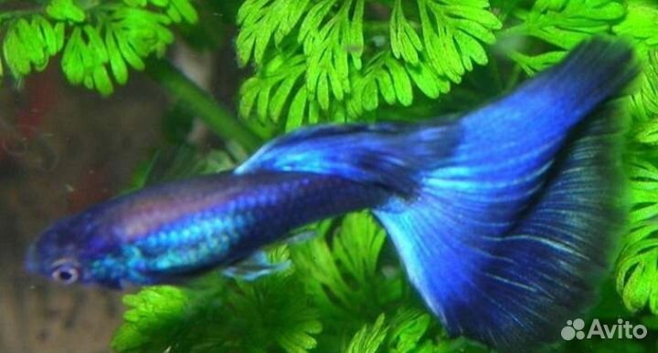 Аквариумные рыбки и растения