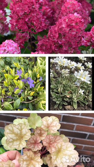 Коника на штамбе, вейгела, гортензии