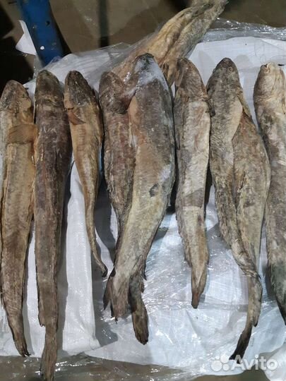 Налим свежемороженный