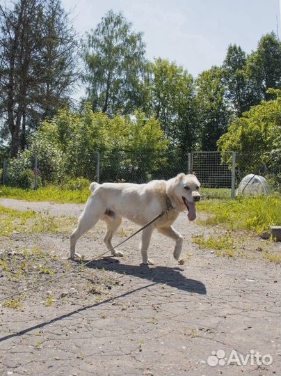 Вайт ищет дом