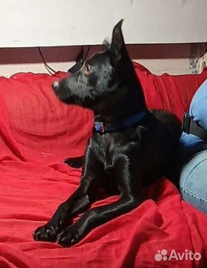 Собачка в добрые руки