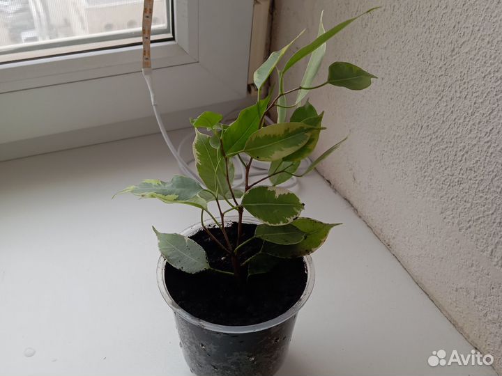 Фикус бенджамина пестролистный