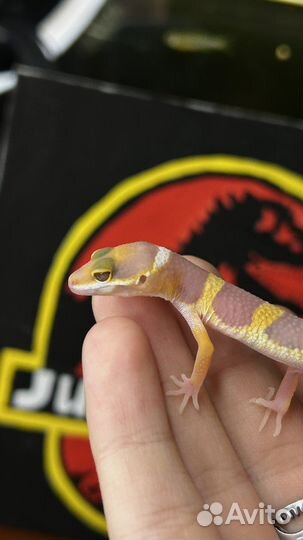 Геккон эублефар