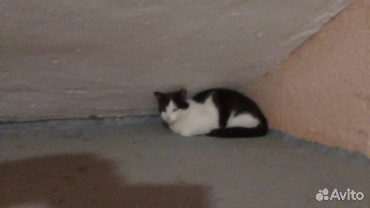 Котик в подарок