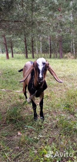 Продаются козы