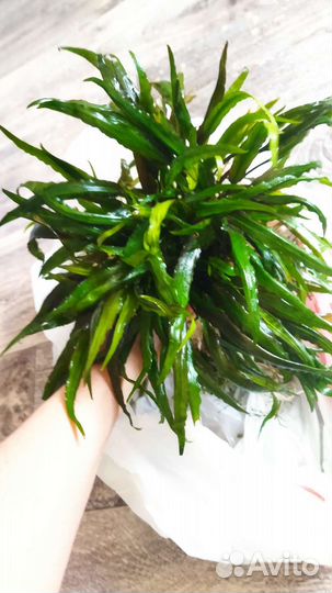 Аквариумные растения криптокорина