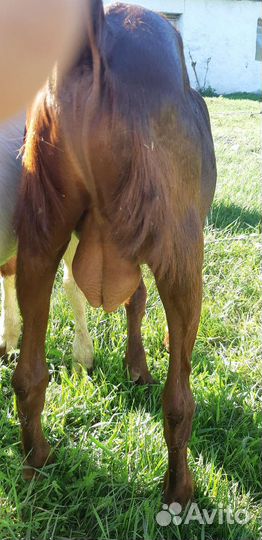 Козел камори