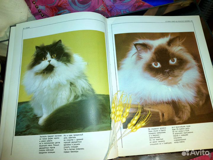 Книга Кошки