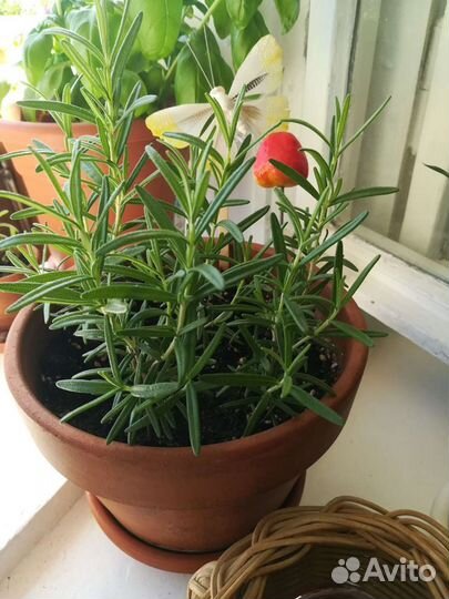 Розмарин. От опытного растениевода.Израиль, Крым