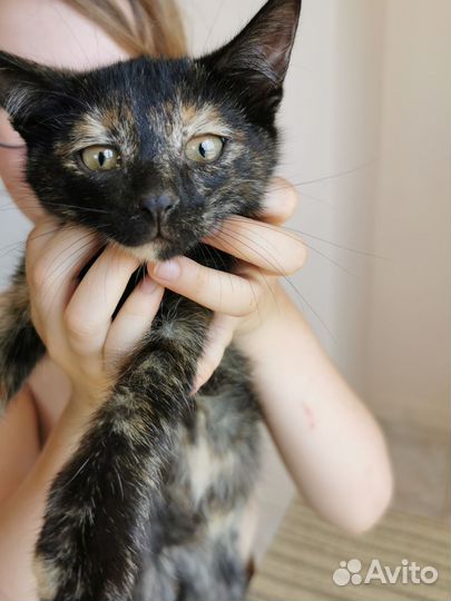Котенок 4 месяца