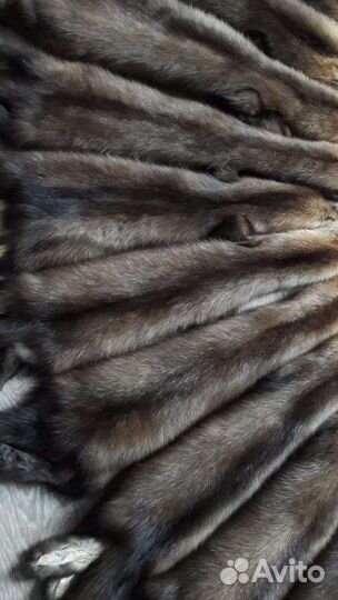 Шкуры соболя