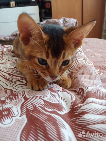 Абиссинские котята