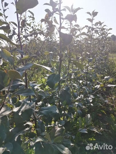 Саженцы яблони, вишни, груши