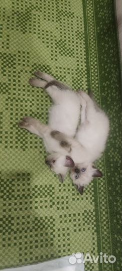 Сиамская кошечка