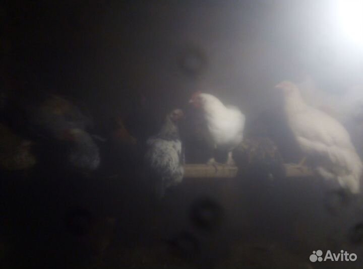 Куры молодки