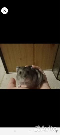 Джунгарский хомяк