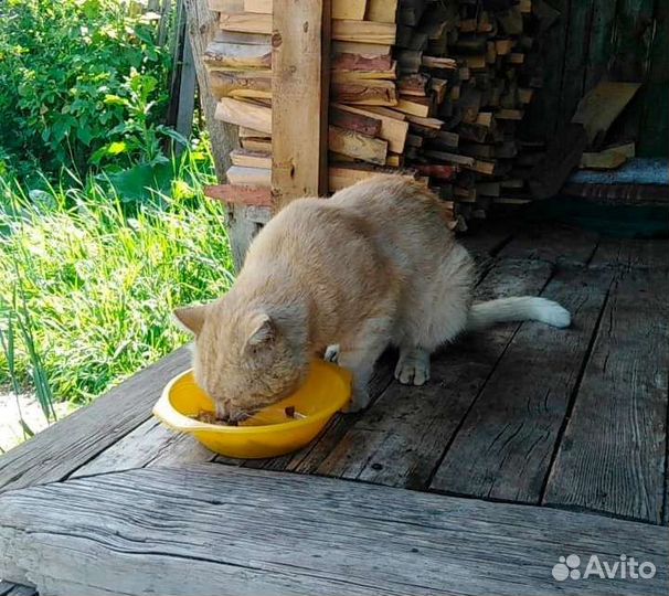 Кот-мышелов