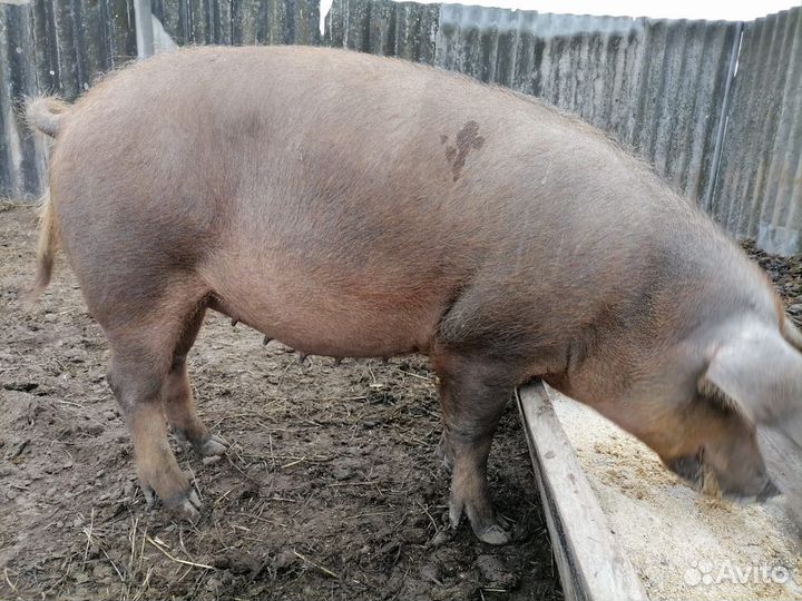 Поросята Дюрок