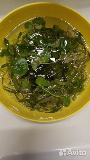 Растения для аквариума