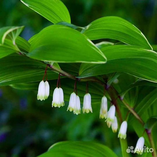 Садовые цветы