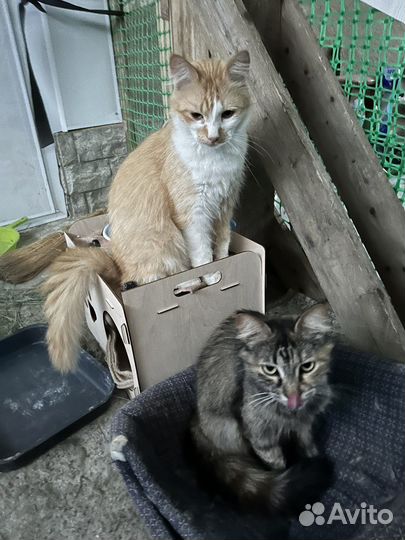 Кошка в дар