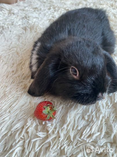 Вислоухие декаративные Mini кролики «Баран»